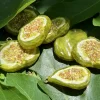 Green Fig Bag Charm - Image 7